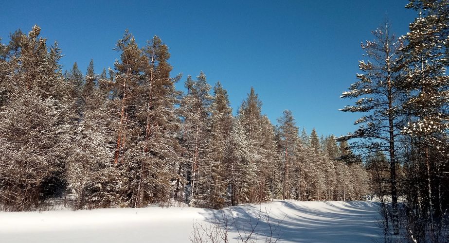 Winterse landschappen